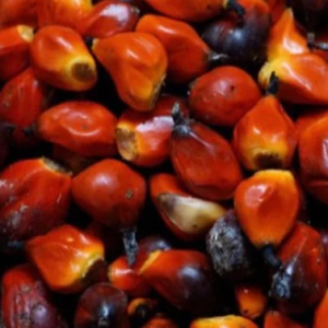 palm nuts for sale